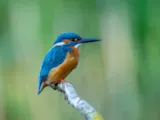 IJsvogels