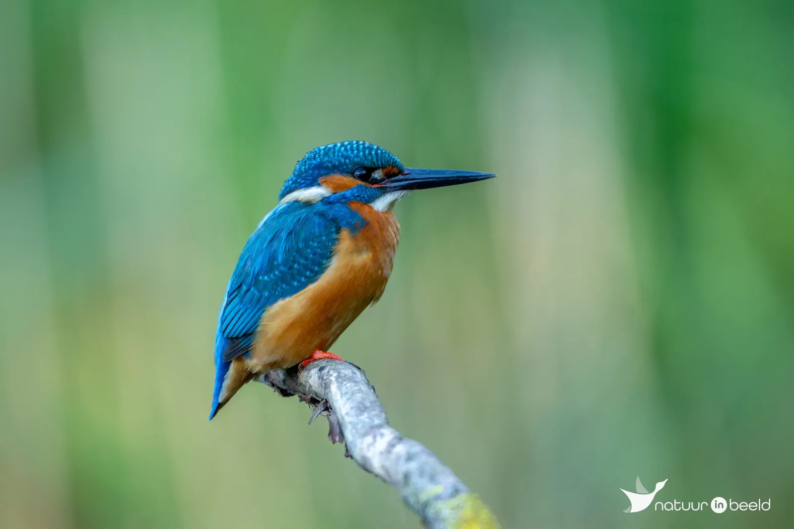 IJsvogel