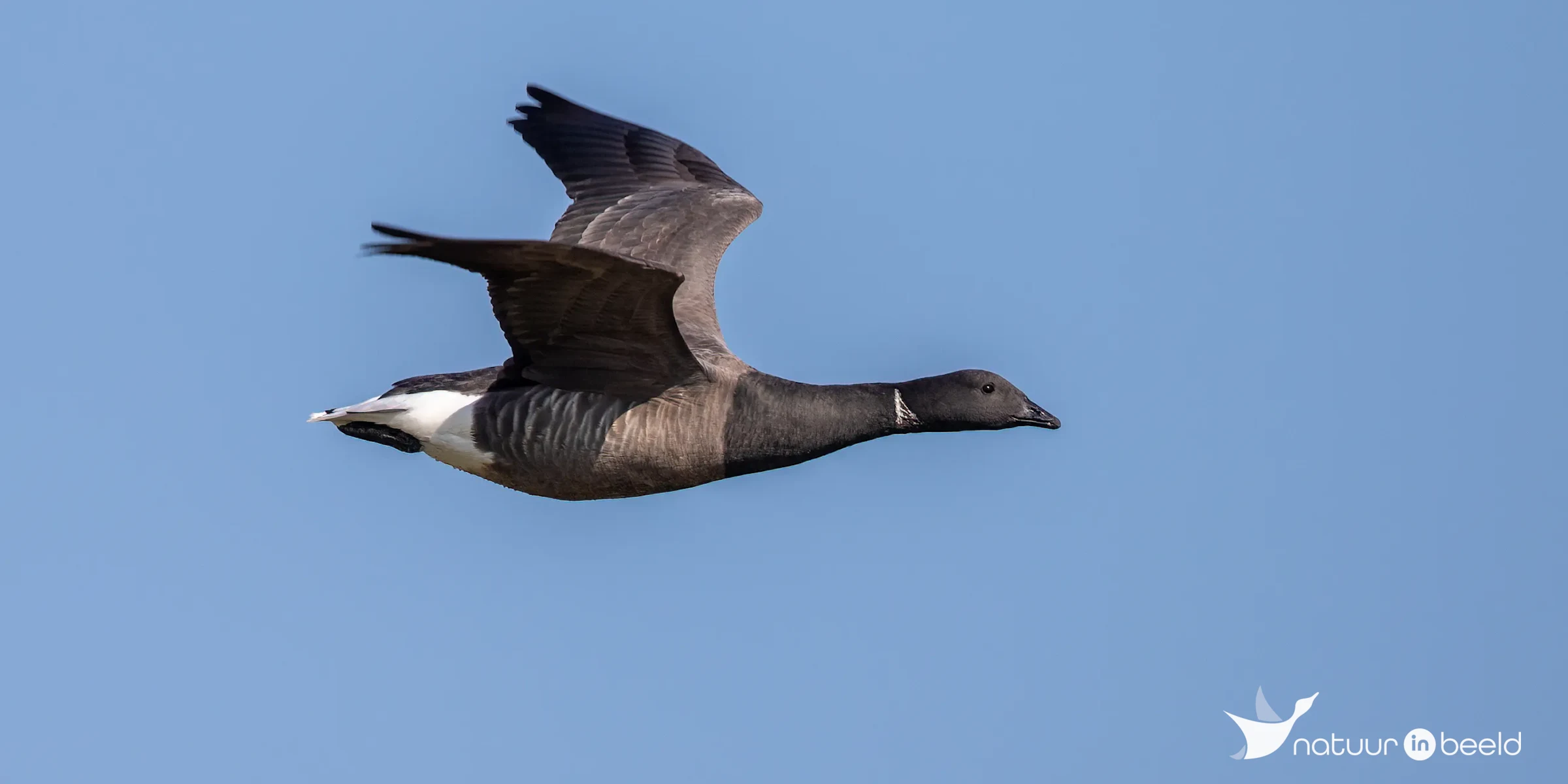 Rotgans in vlucht — natuurfoto van Johan van Beilen