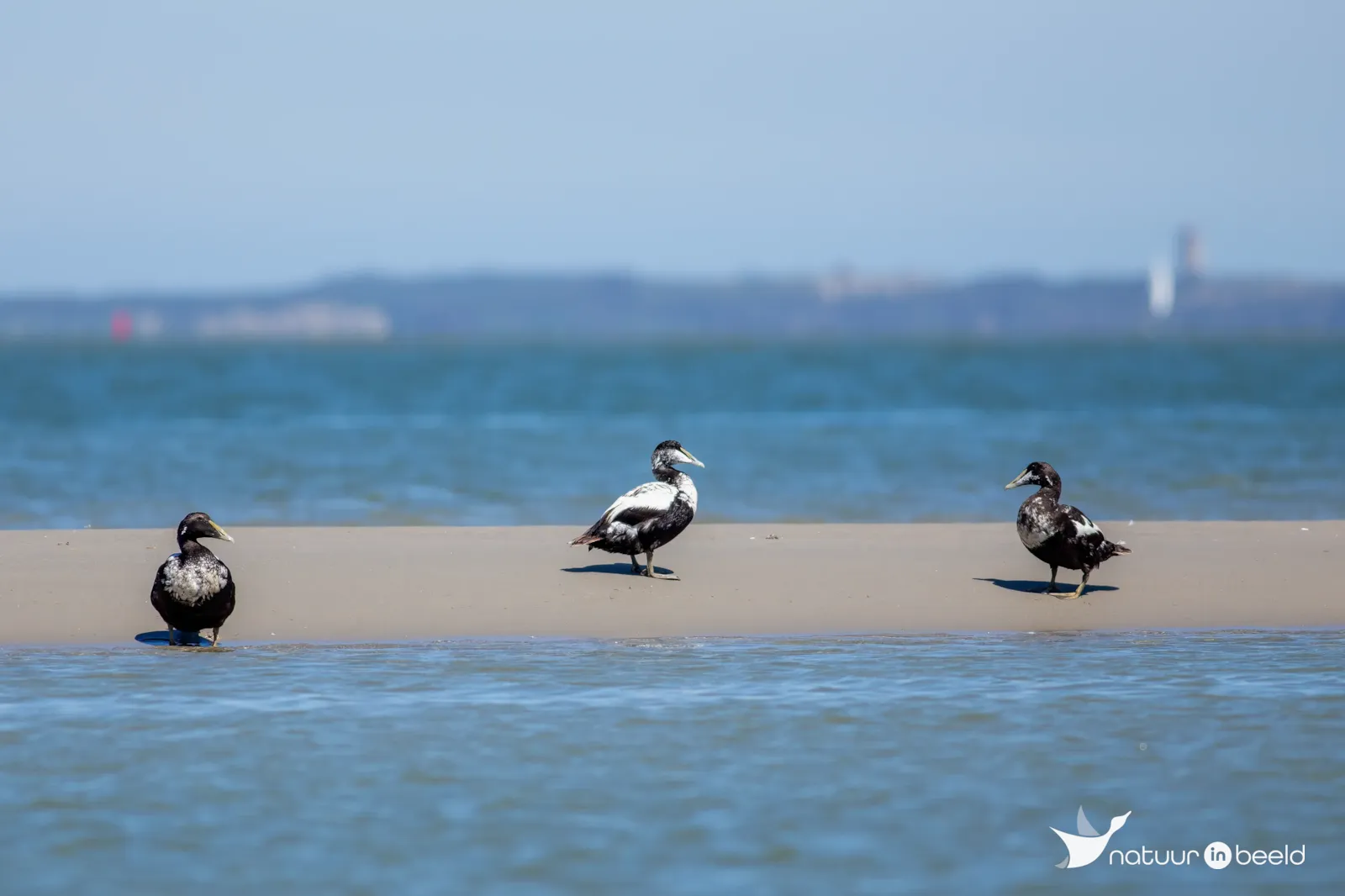 Eidereenden op Vlieland