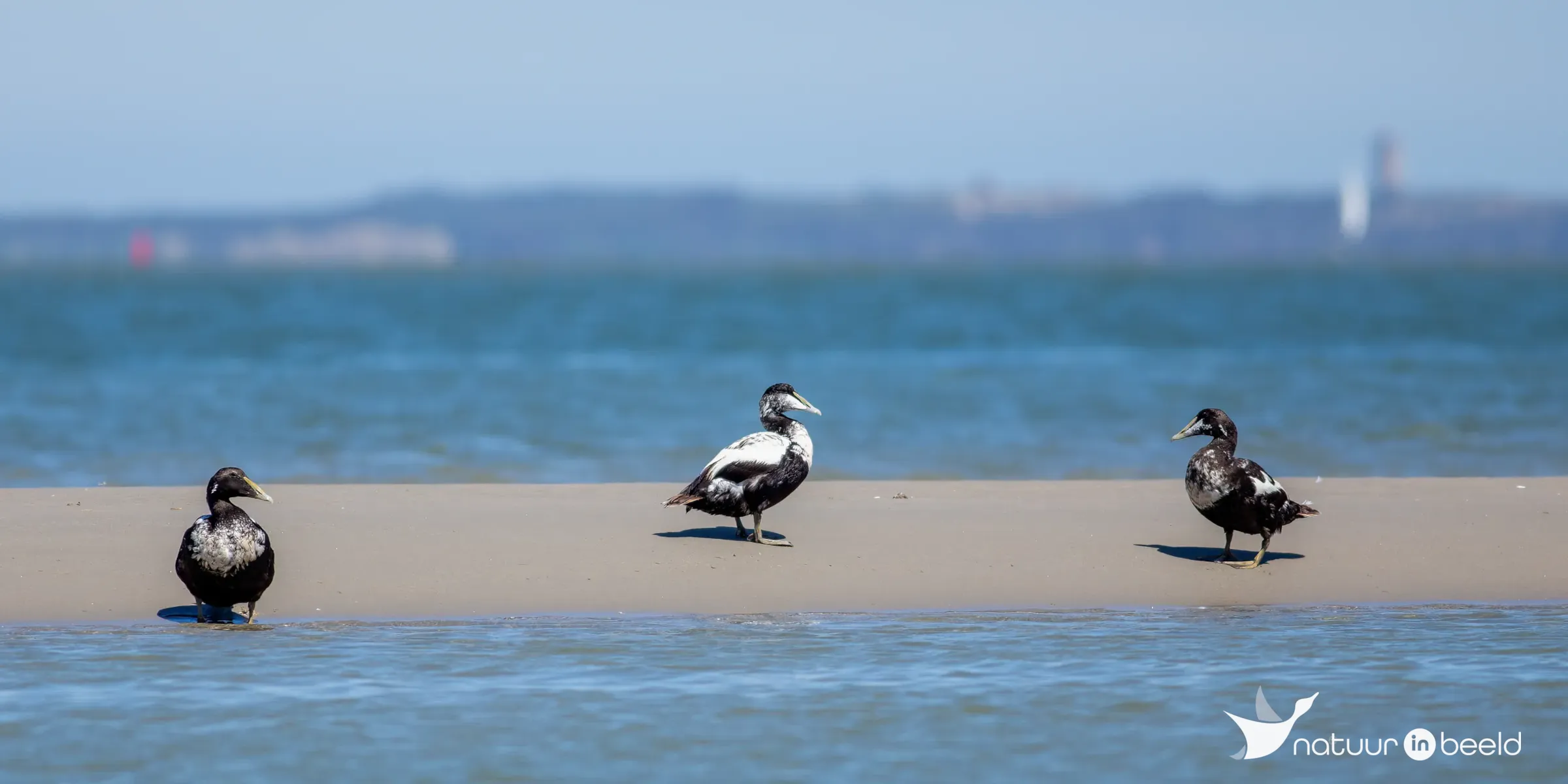 Eidereenden op Vlieland — natuurfoto van Johan van Beilen