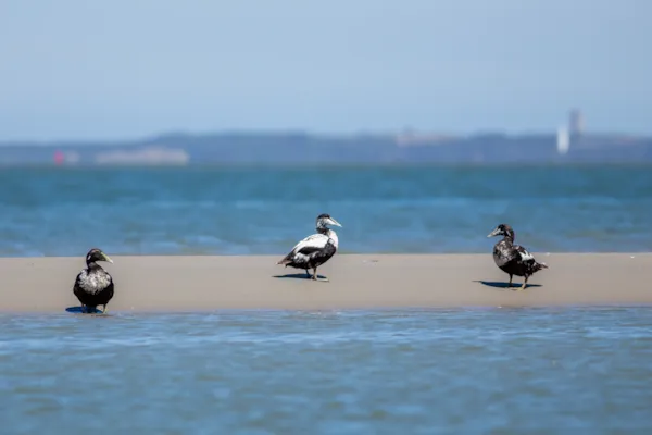 Eidereenden op Vlieland
