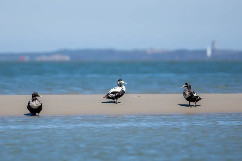 Eidereenden op Vlieland