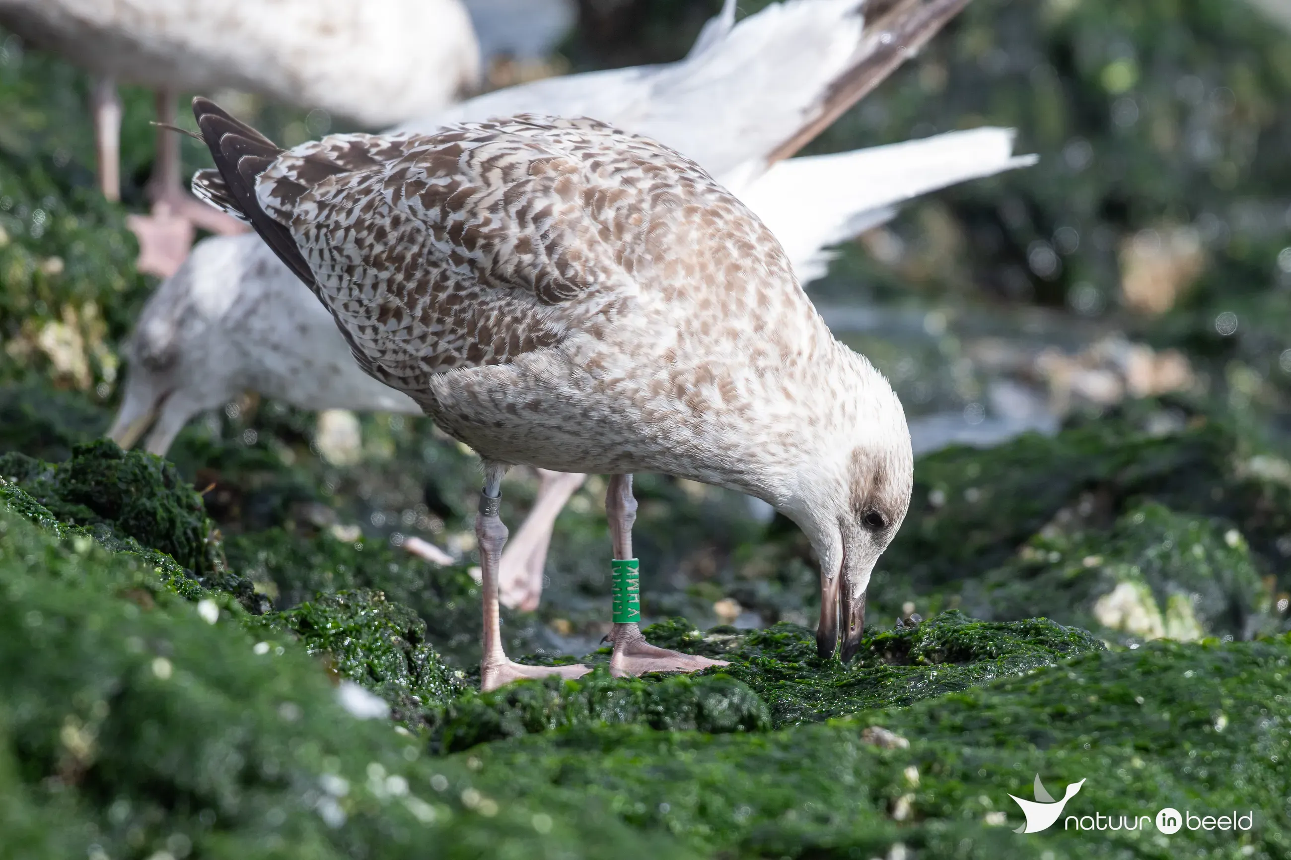 Jonge zilvermeeuw met ring — natuurfoto van Johan van Beilen