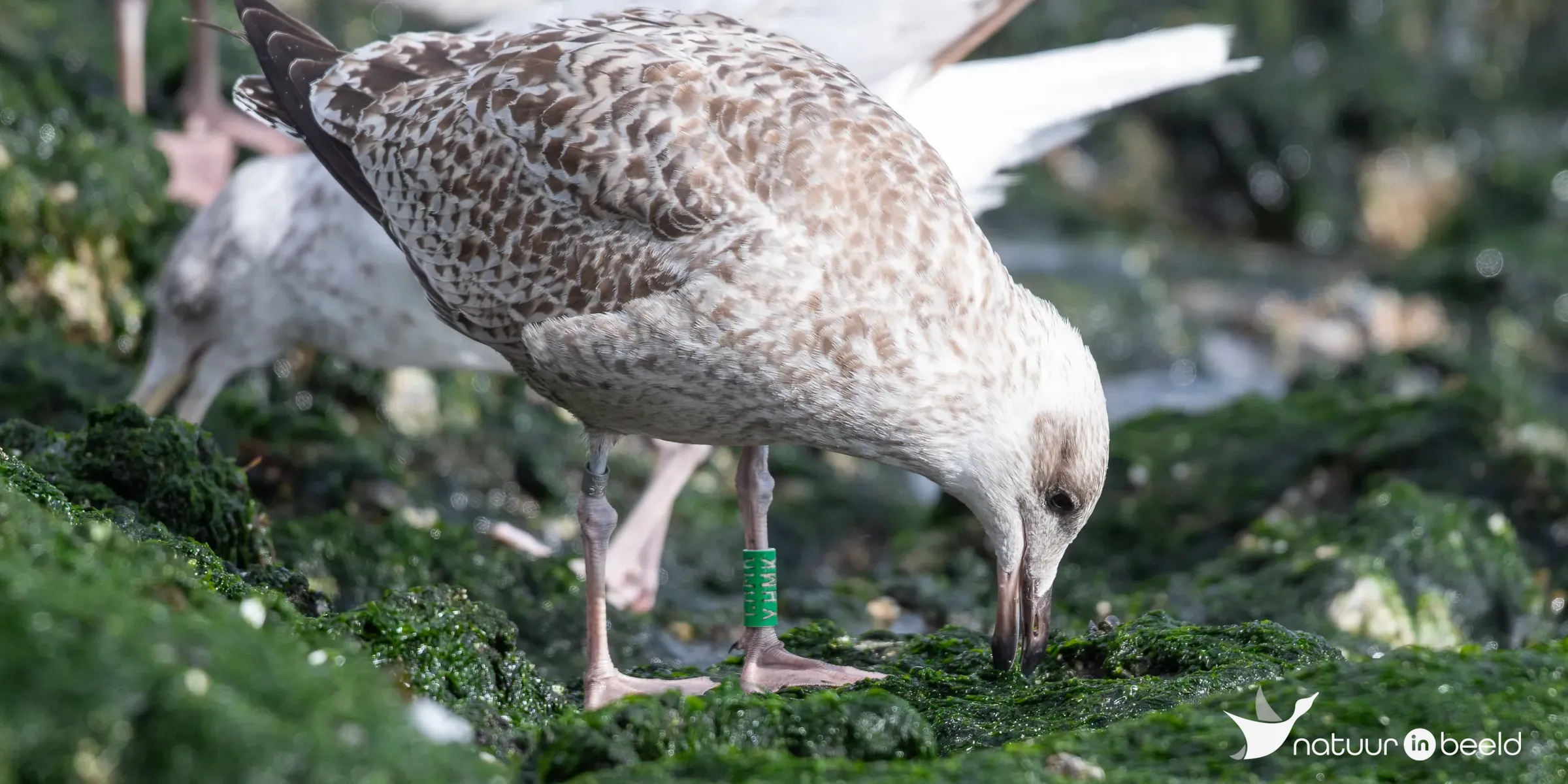 Jonge zilvermeeuw met ring — natuurfoto van Johan van Beilen