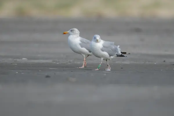 Zilvermeeuw