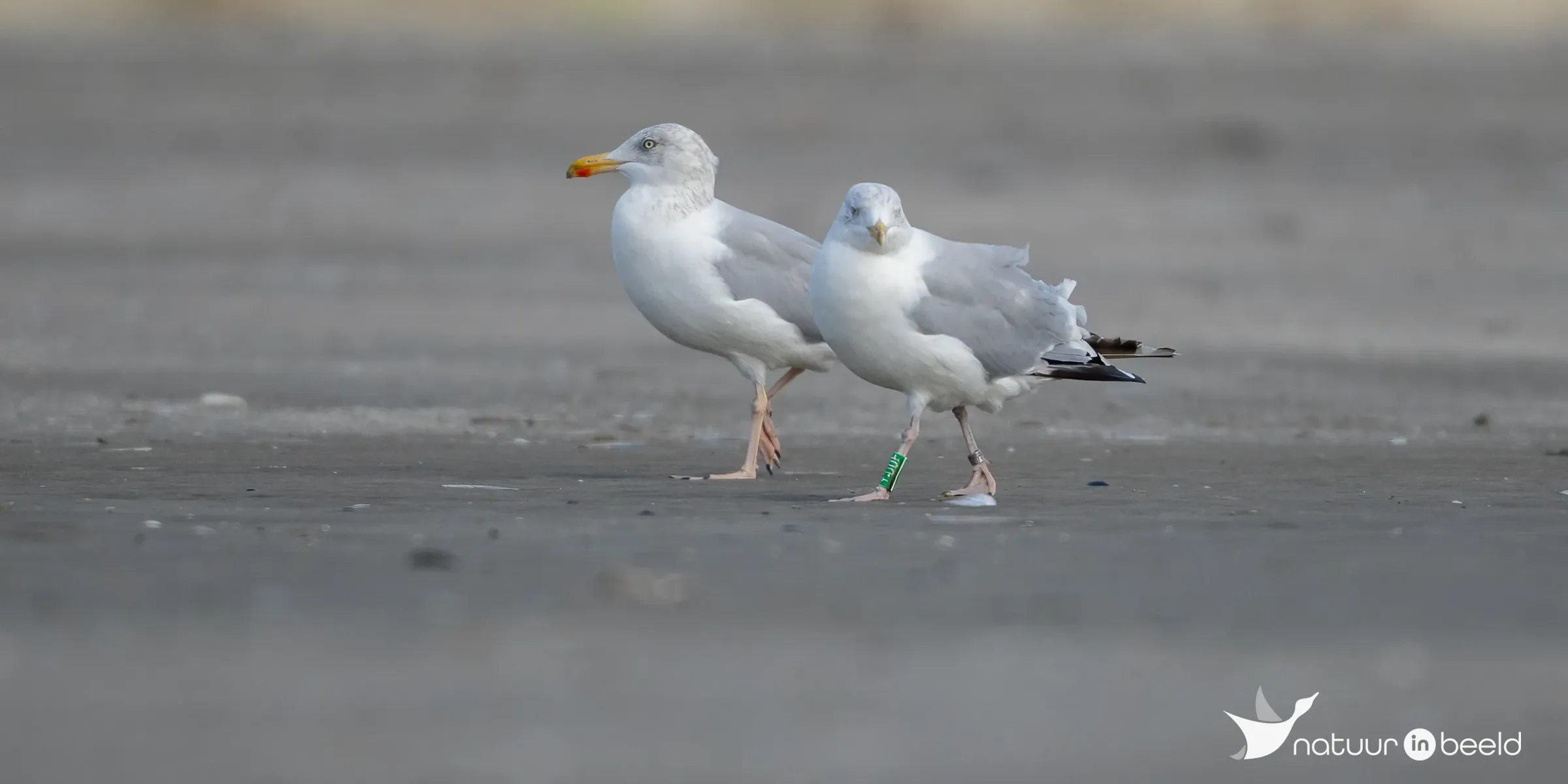 Zilvermeeuw — natuurfoto van Johan van Beilen