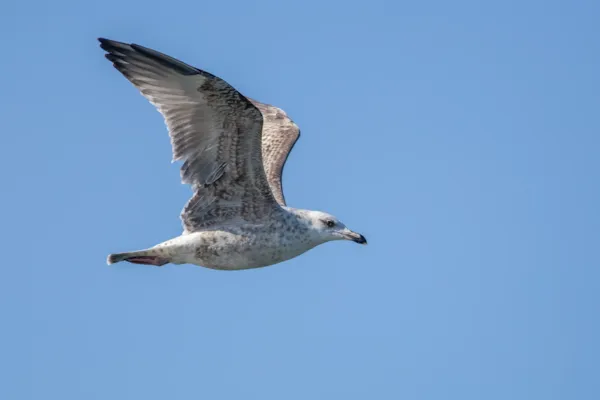 Zilvermeeuw — natuurfoto van Johan van Beilen