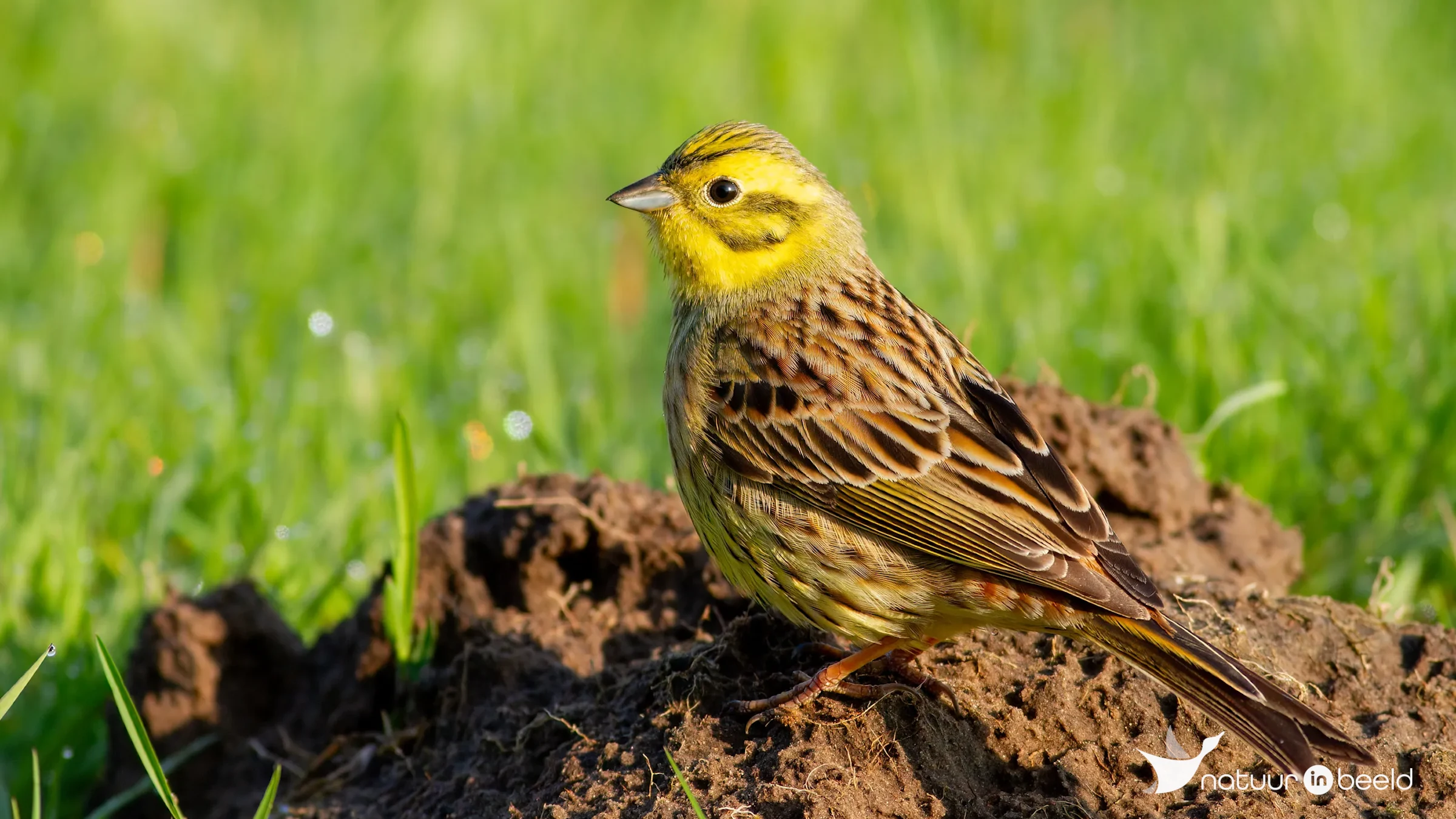 Geelgors (man) — natuurfoto van Johan van Beilen