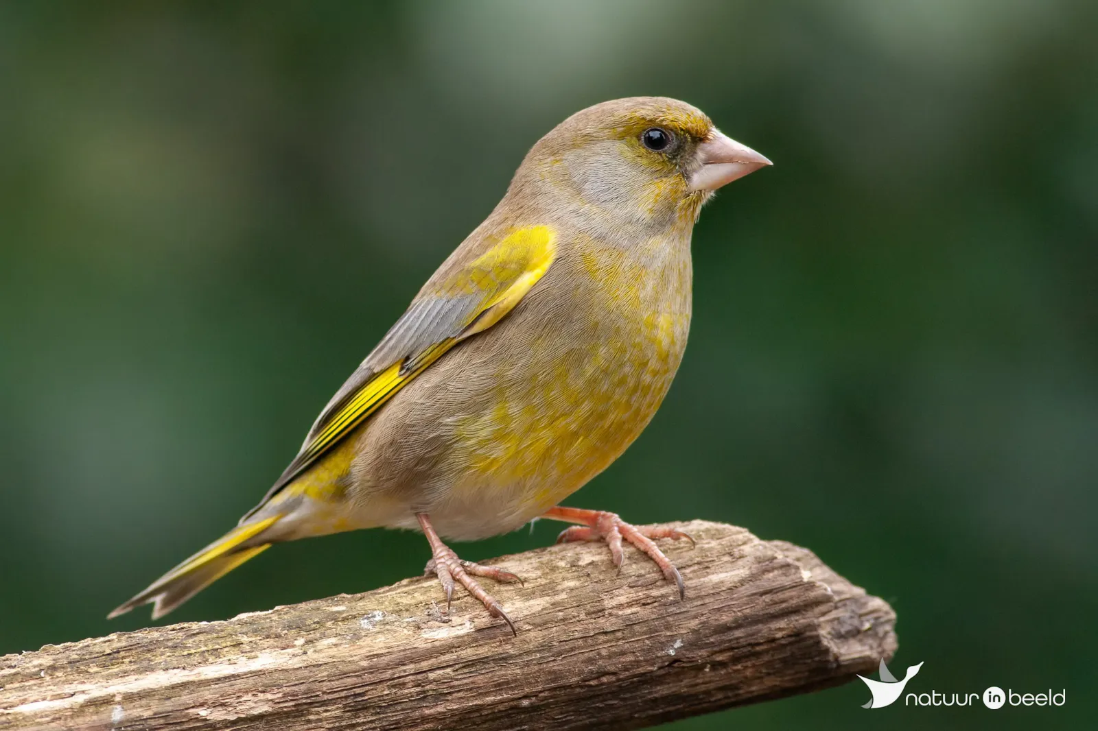 Groenling — natuurfoto van Johan van Beilen
