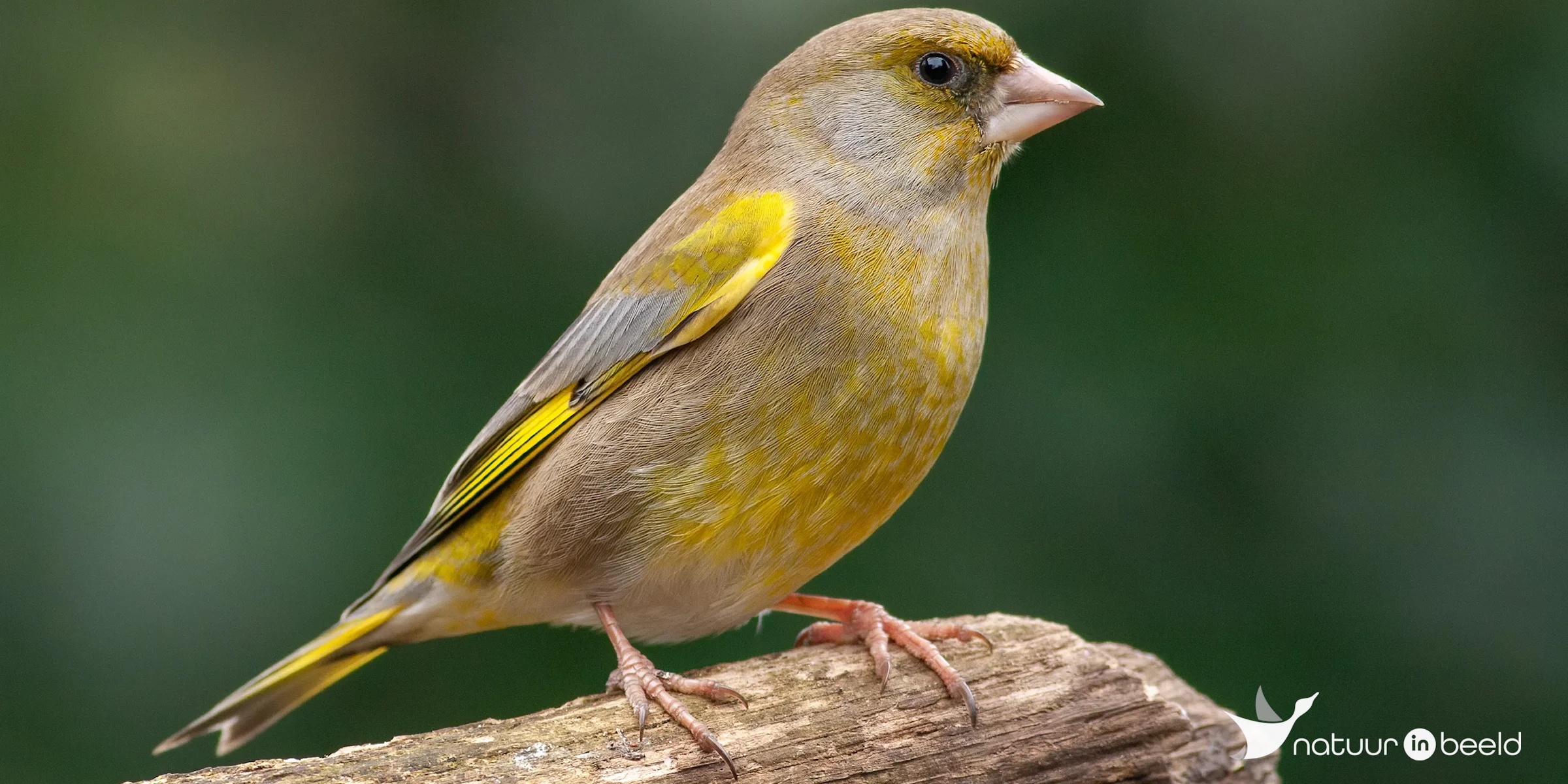 Groenling — natuurfoto van Johan van Beilen
