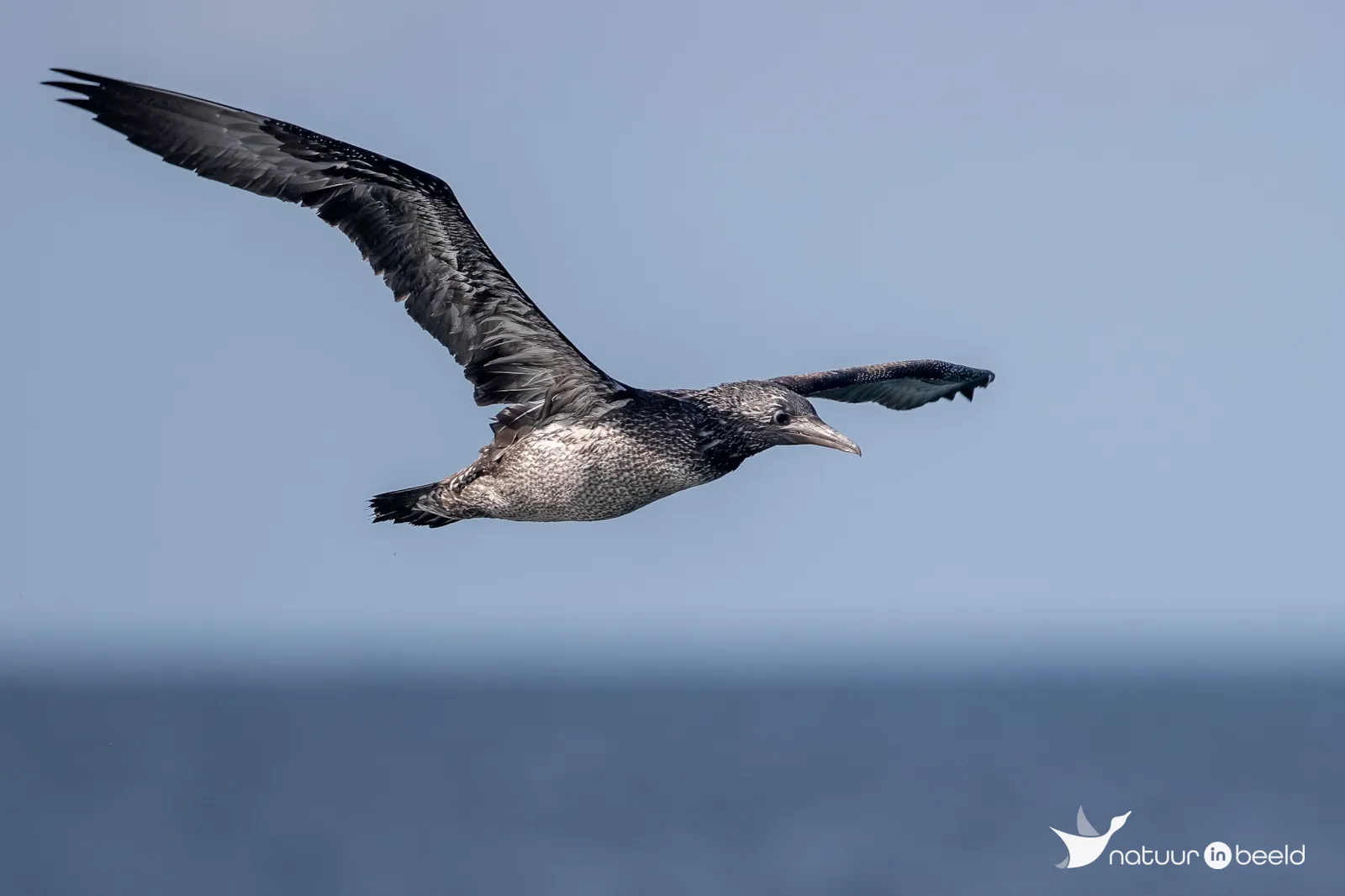 Juveniele Jan-van-Gent — natuurfoto van Johan van Beilen