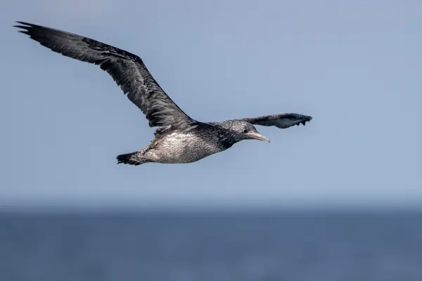 Juveniele Jan-van-Gent