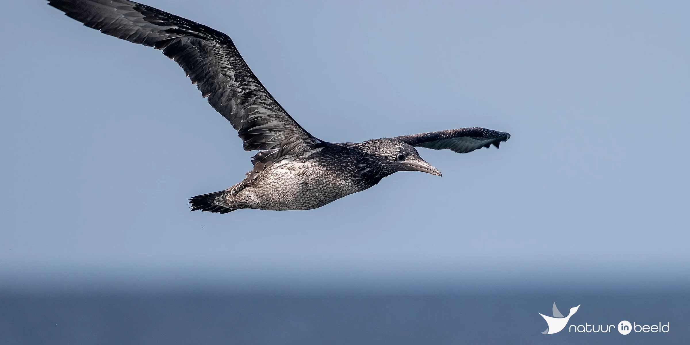 Juveniele Jan-van-Gent — natuurfoto van Johan van Beilen