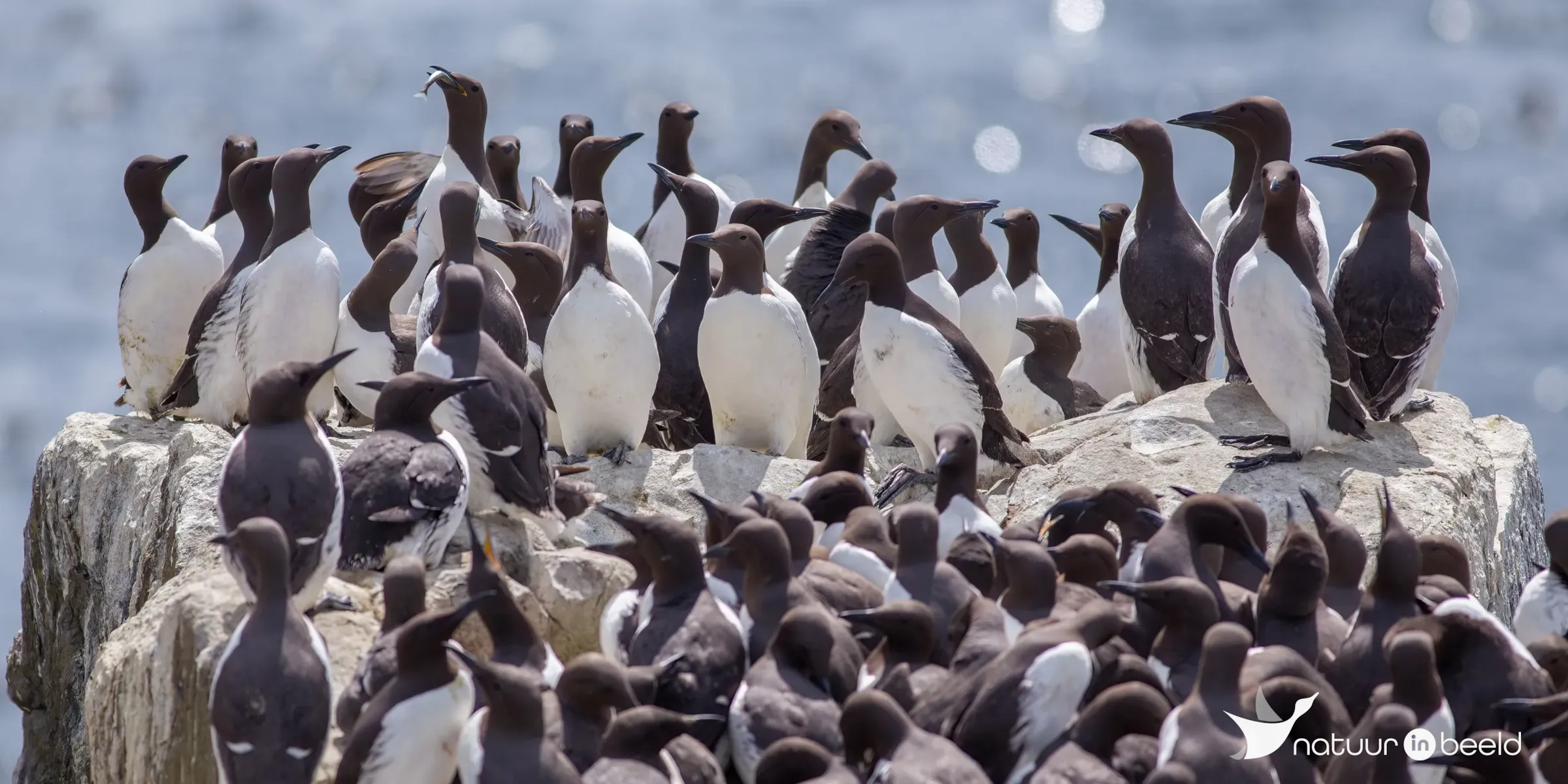 Zeekoeten — natuurfoto van Johan van Beilen