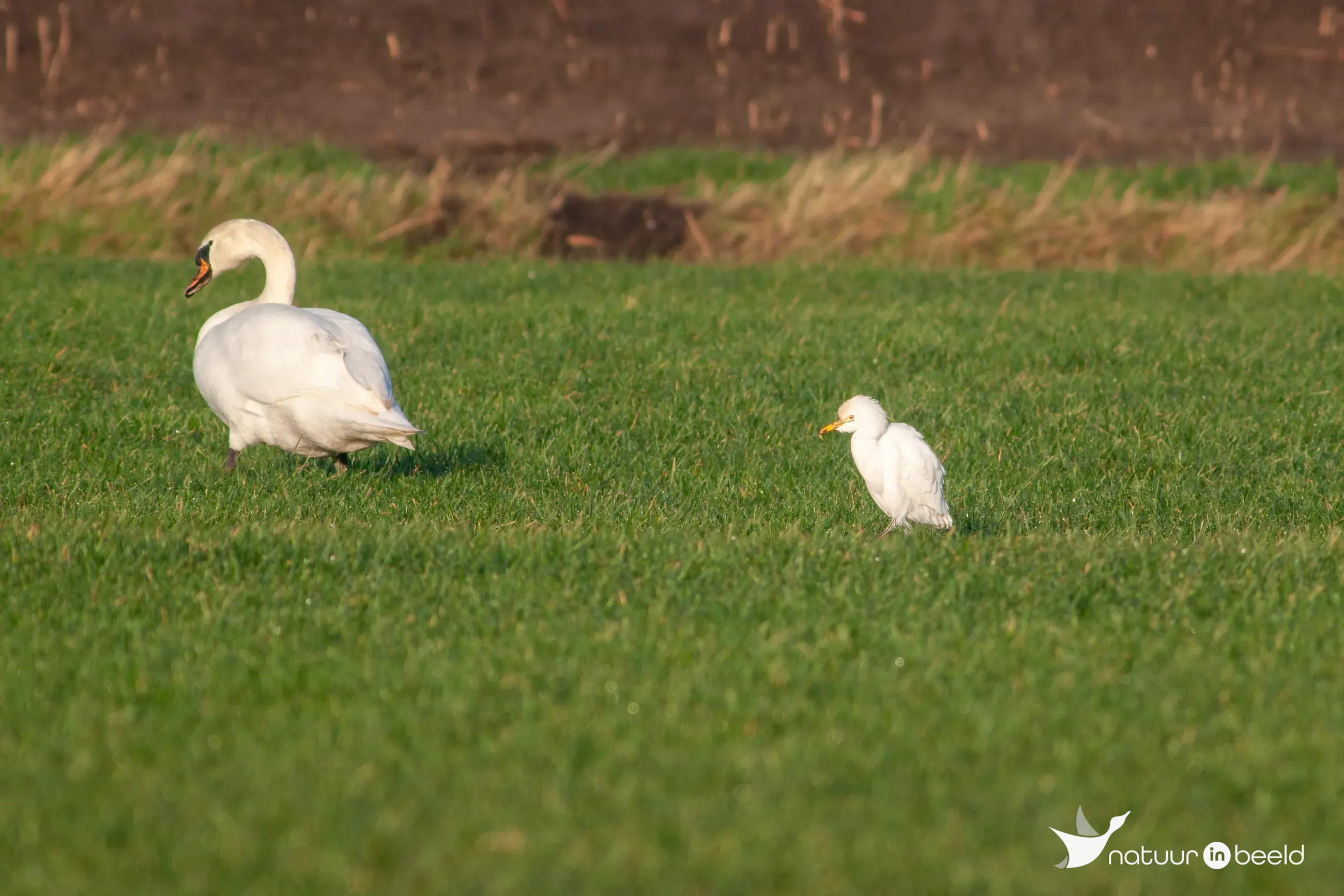 Koereiger — natuurfoto van Johan van Beilen