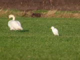 Westelijke koereiger