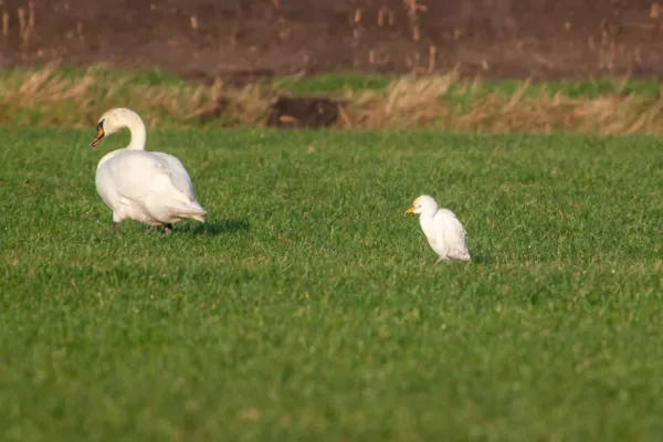 Koereiger — natuurfoto van Johan van Beilen