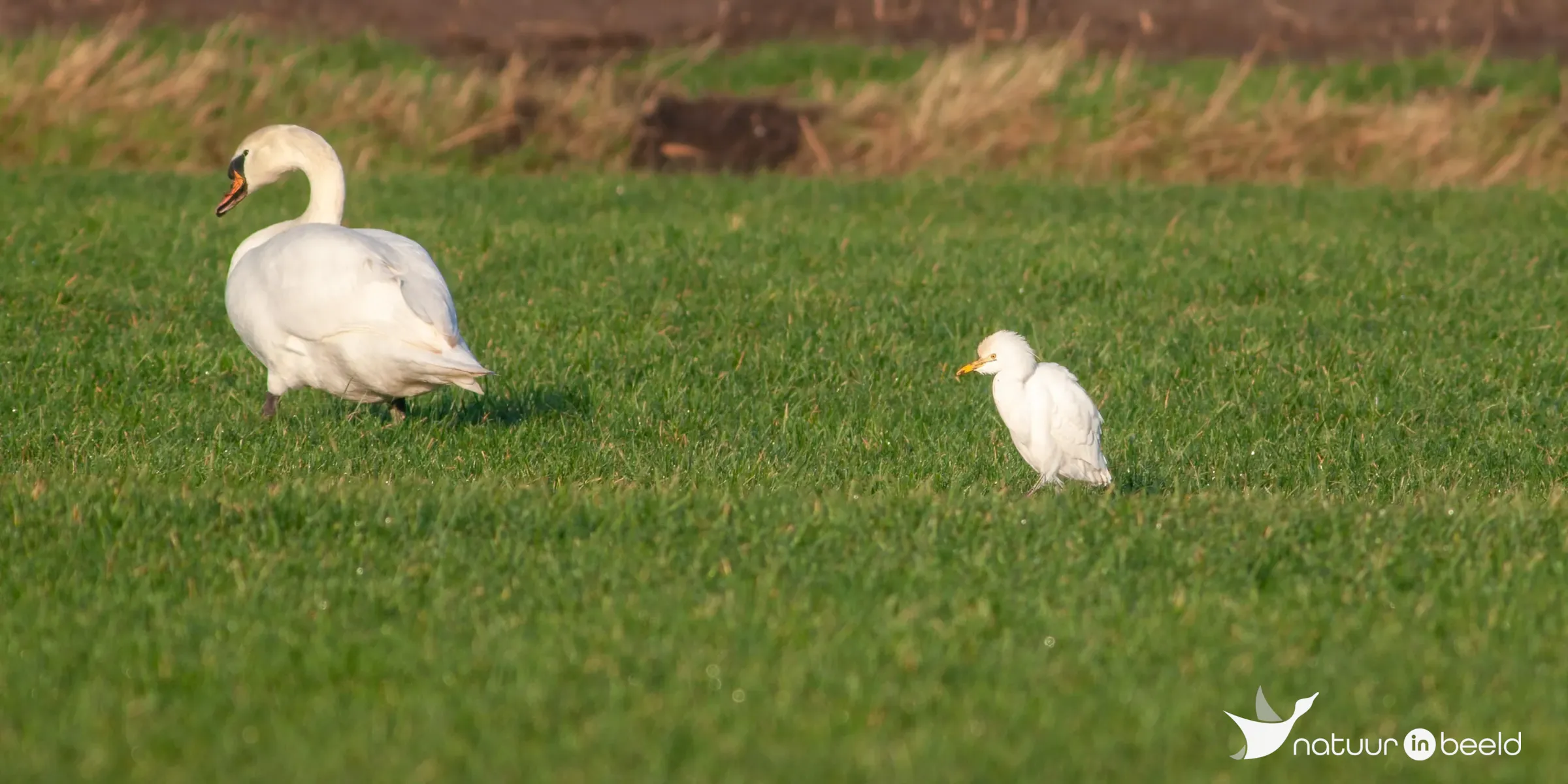 Koereiger — natuurfoto van Johan van Beilen