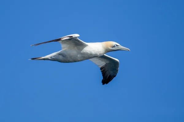 Jan-van-Gent — natuurfoto van Johan van Beilen