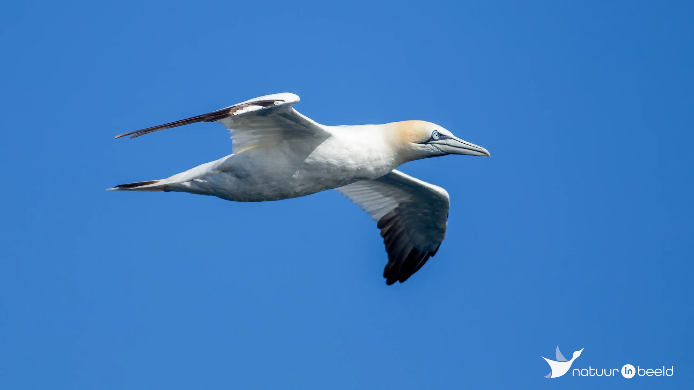 Jan-van-Gent — natuurfoto van Johan van Beilen