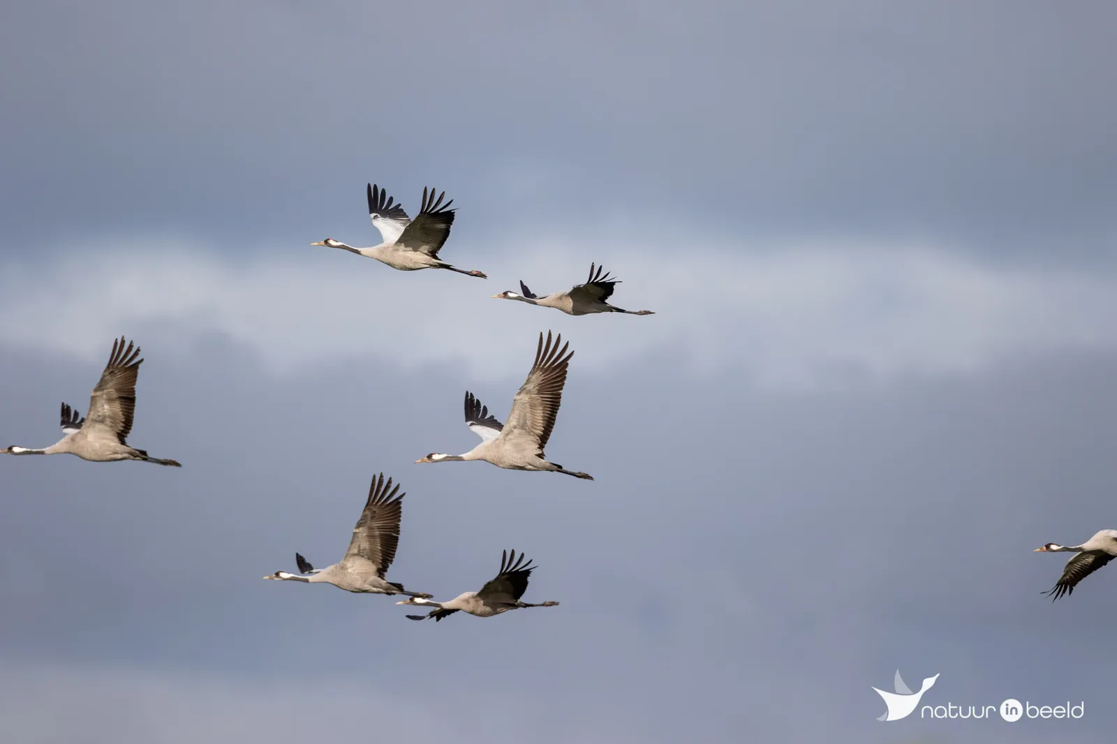 Overvliegende kraanvogels — natuurfoto van Johan van Beilen