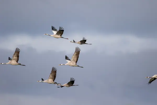 Overvliegende kraanvogels