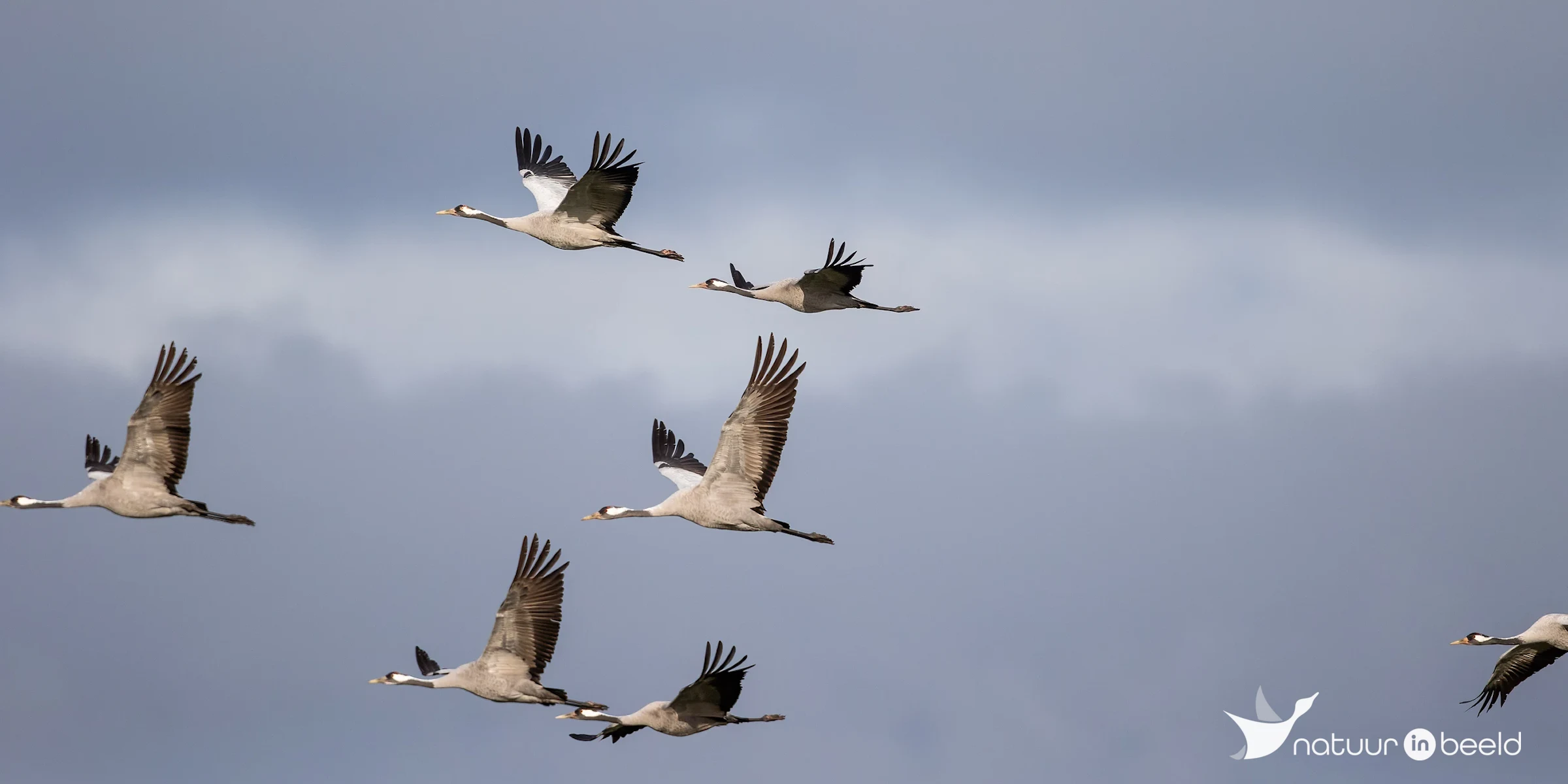 Overvliegende kraanvogels — natuurfoto van Johan van Beilen