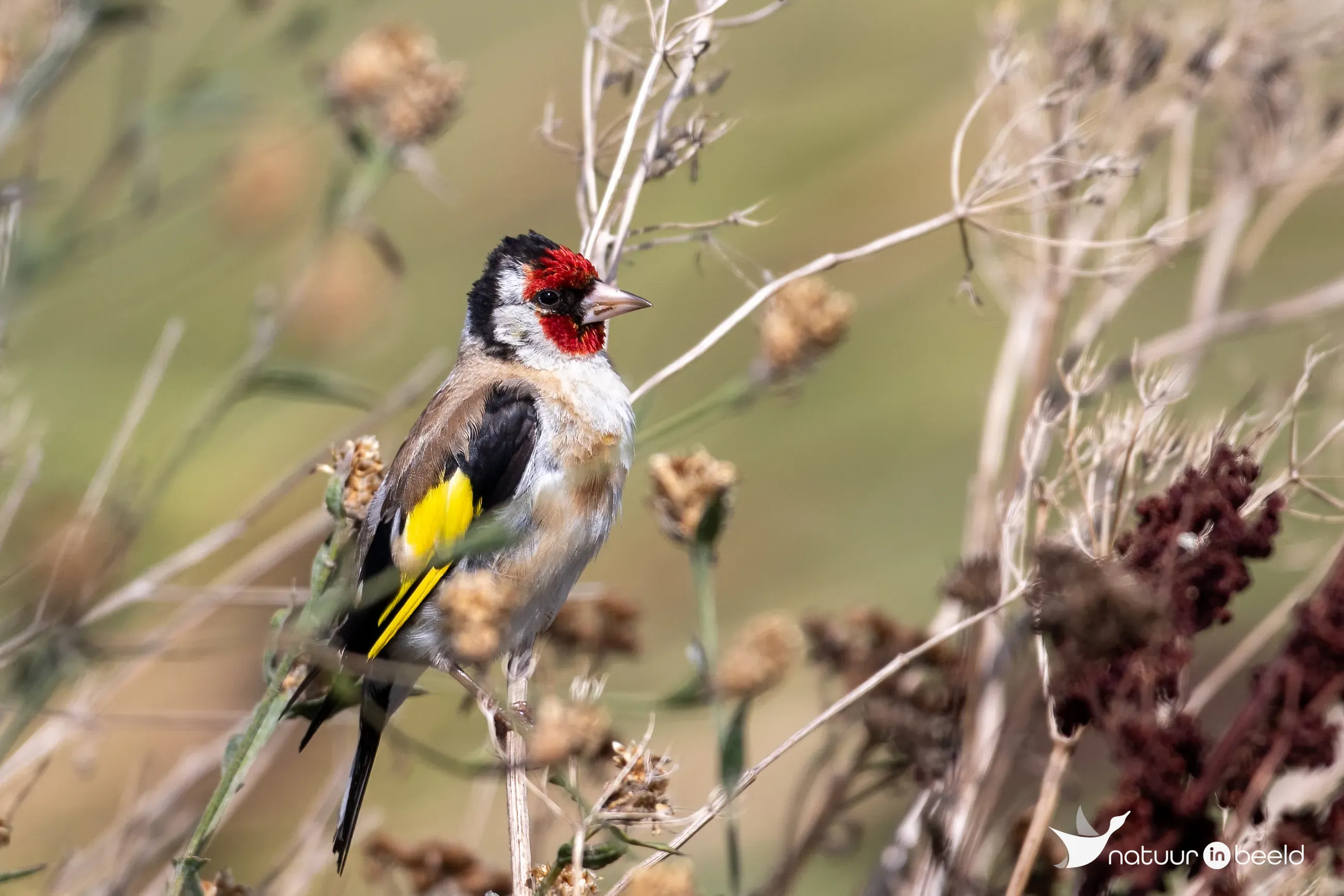 Putter — natuurfoto van Johan van Beilen