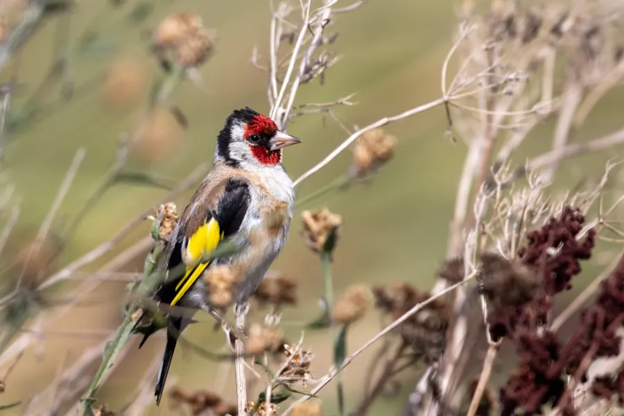 Putter — natuurfoto van Johan van Beilen