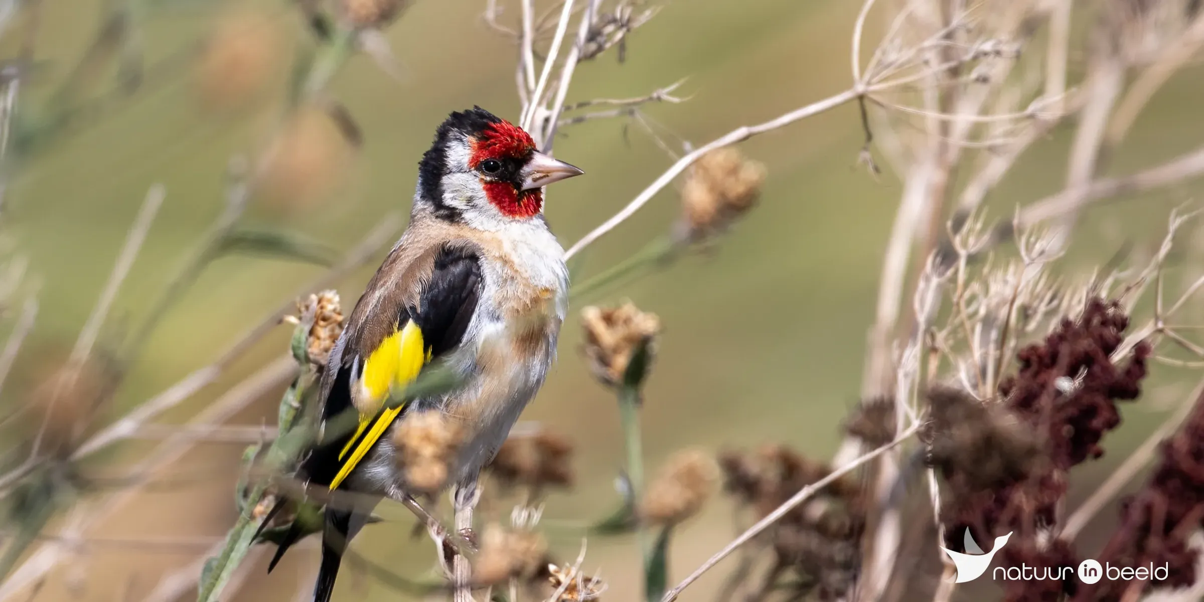 Putter — natuurfoto van Johan van Beilen