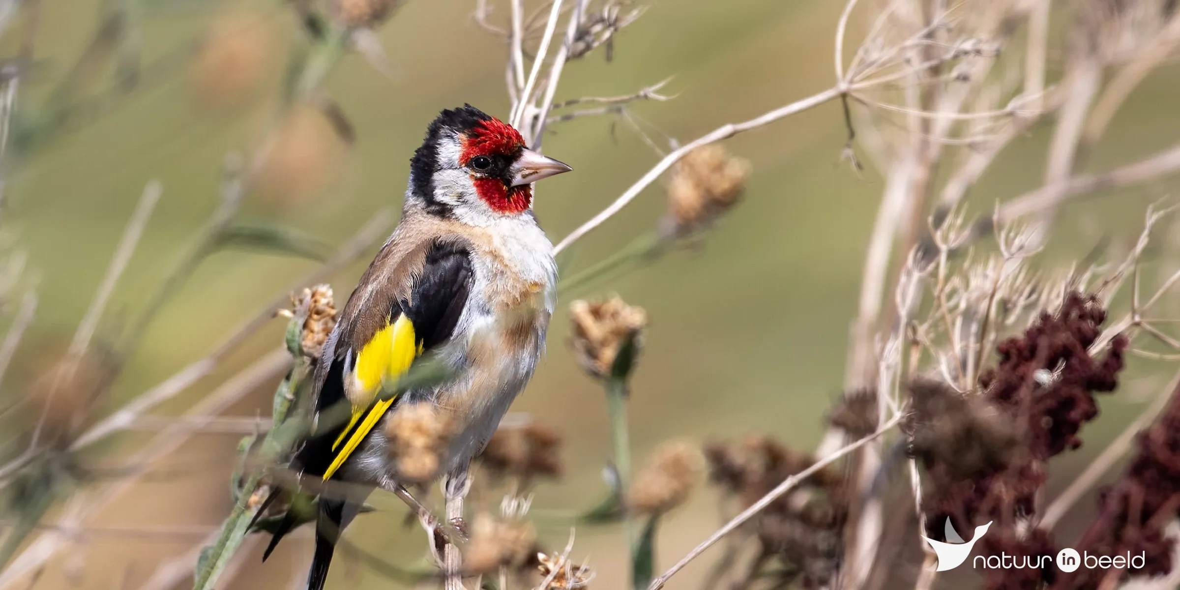 Putter — natuurfoto van Johan van Beilen