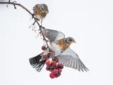 Kramsvogel