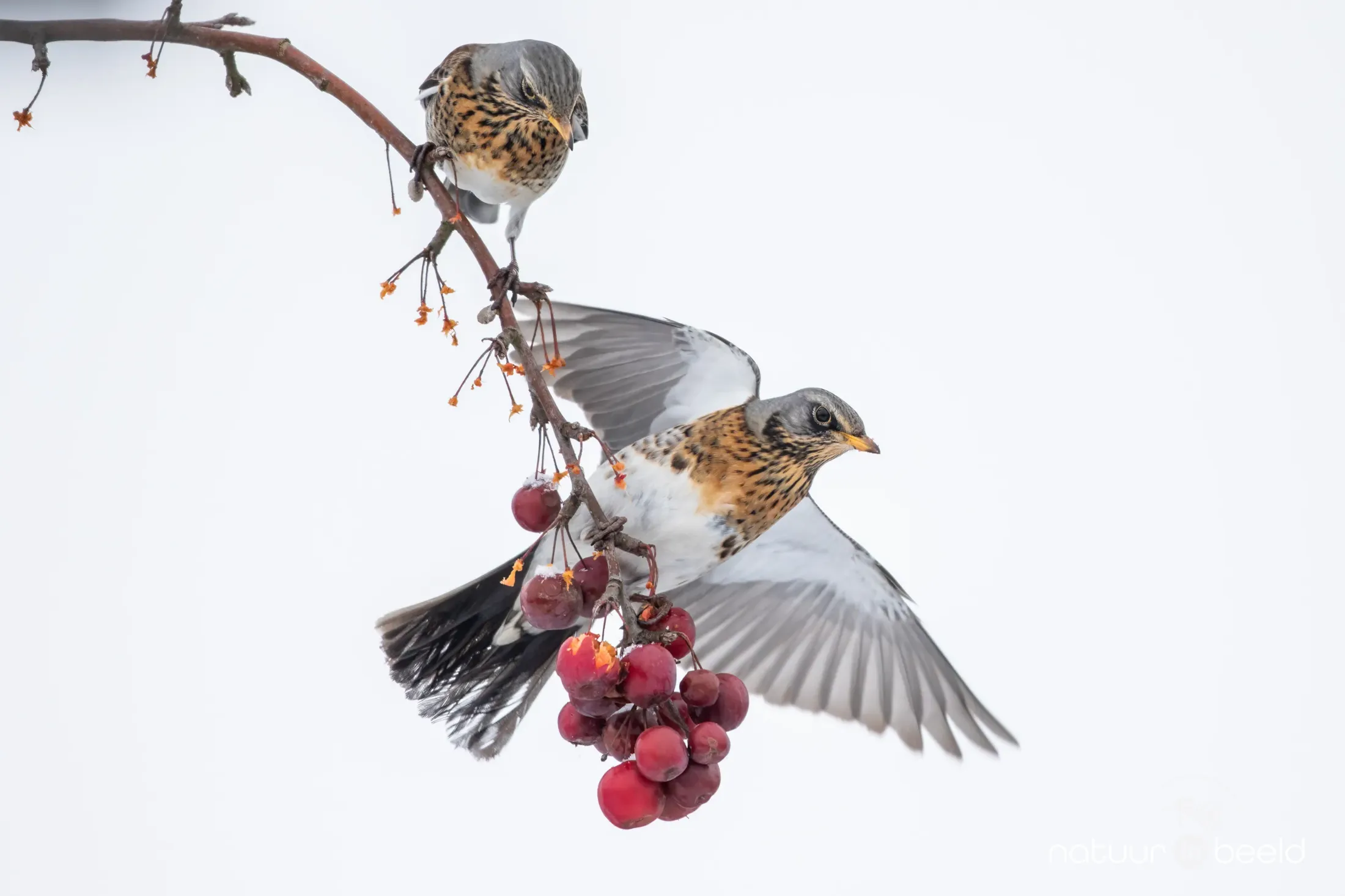 Kramsvogel