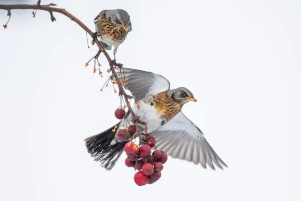 Kramsvogel