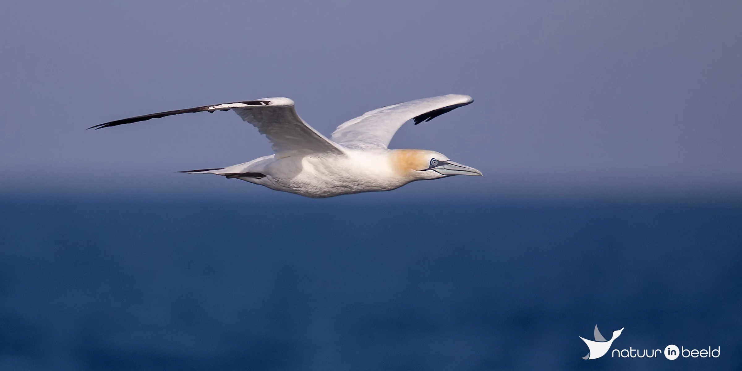 Jan-van-Gent — natuurfoto van Johan van Beilen