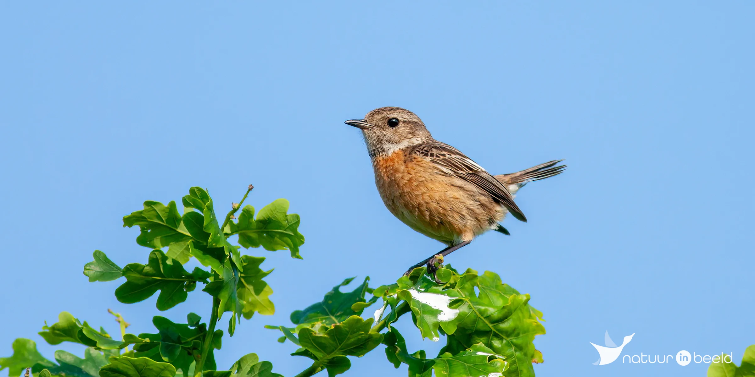 Roodborsttapuit — natuurfoto van Johan van Beilen