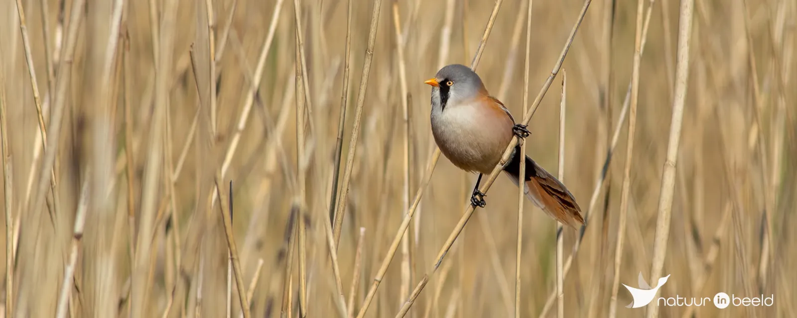 Lauwersmeer - Jaap Deensgat - Vogelkijkhut