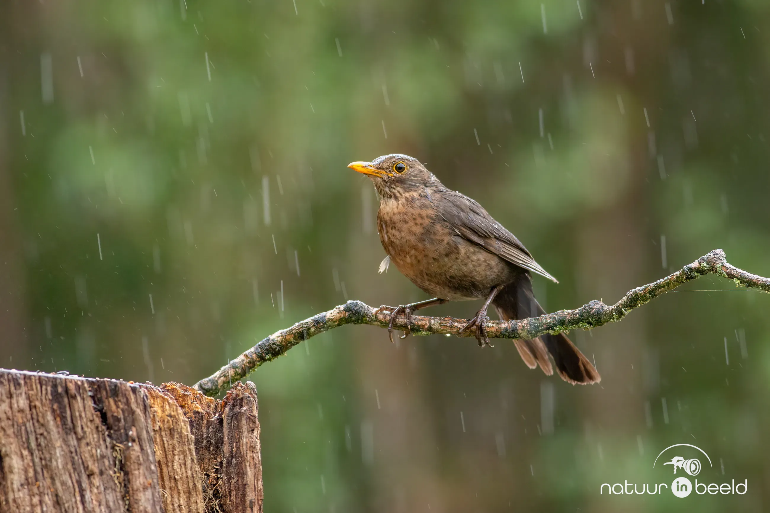 Merel in de regen