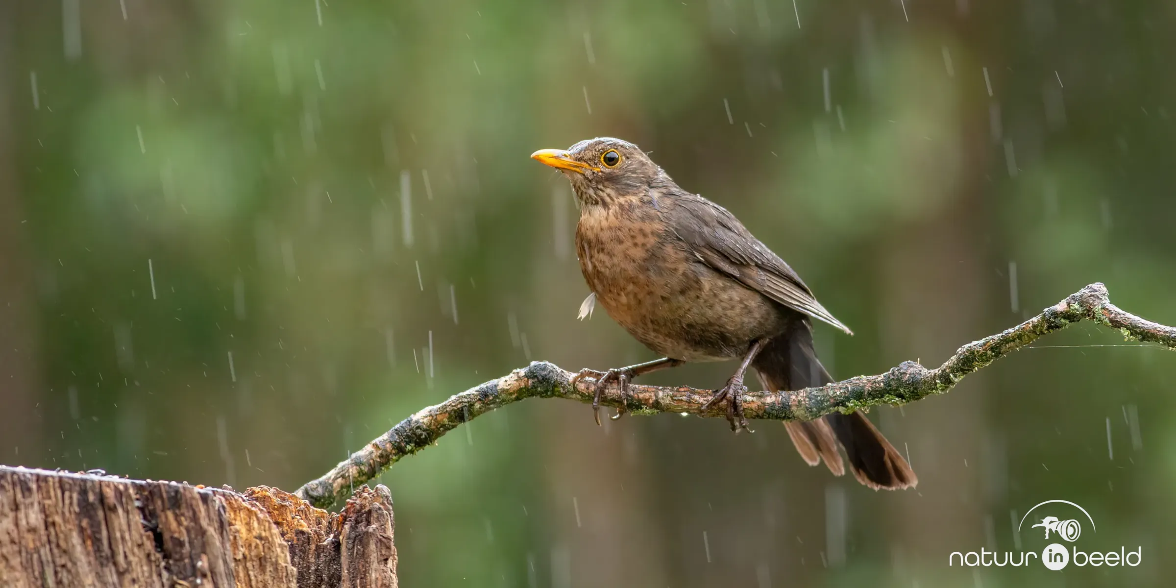 Merel in de regen