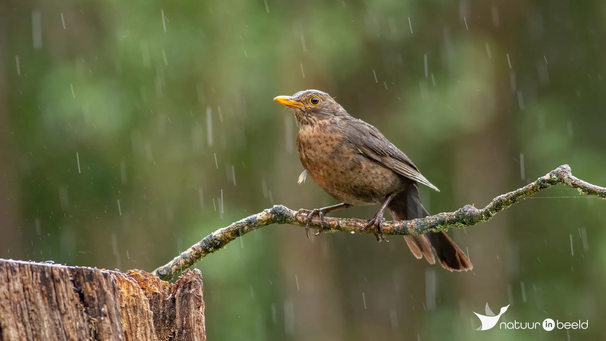 Merel in de regen — natuurfoto van Johan van Beilen