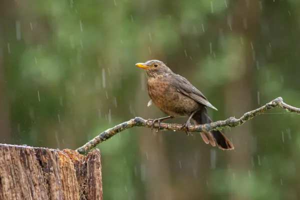 Merel in de regen