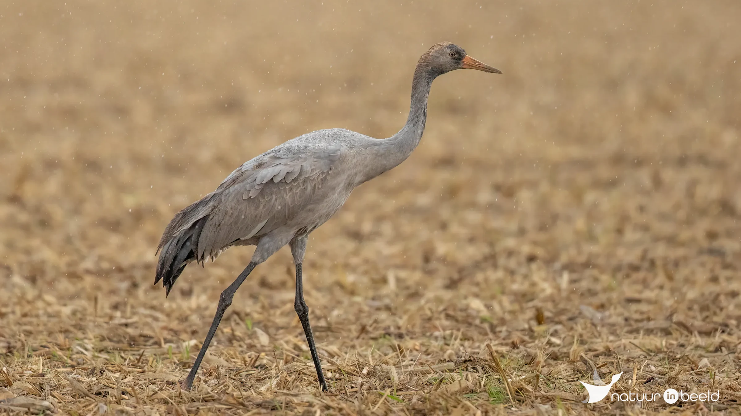 Kraanvogel in de regen — natuurfoto van Johan van Beilen