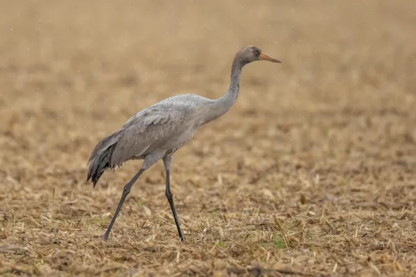 Kraanvogel in de regen