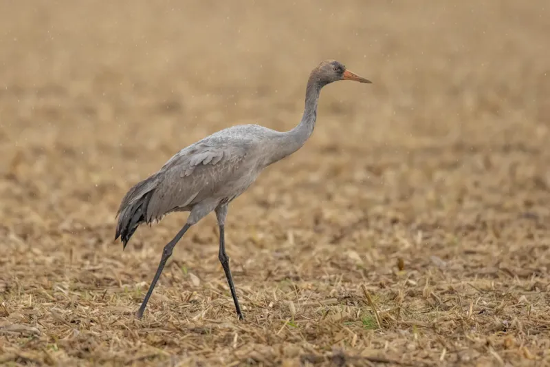 Kraanvogel in de regen