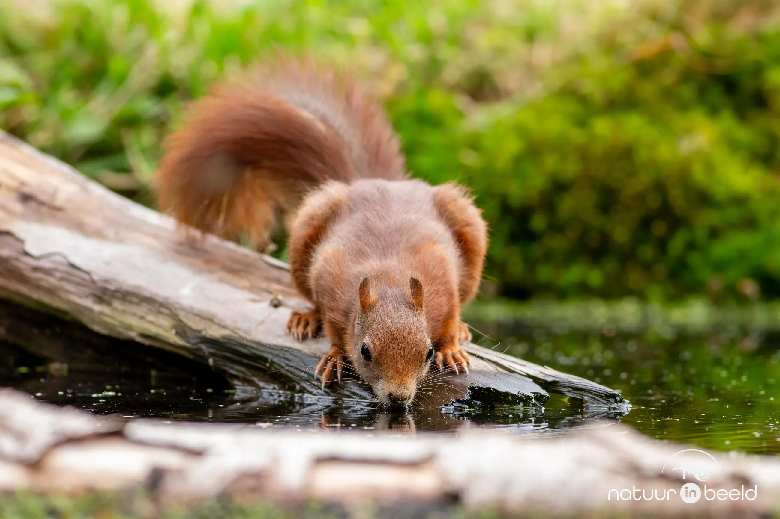 Eekhoorn aan het drinken