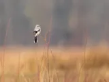 Klapekster