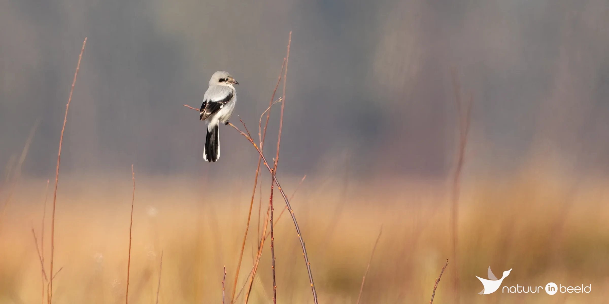 Klapekster — natuurfoto van Johan van Beilen