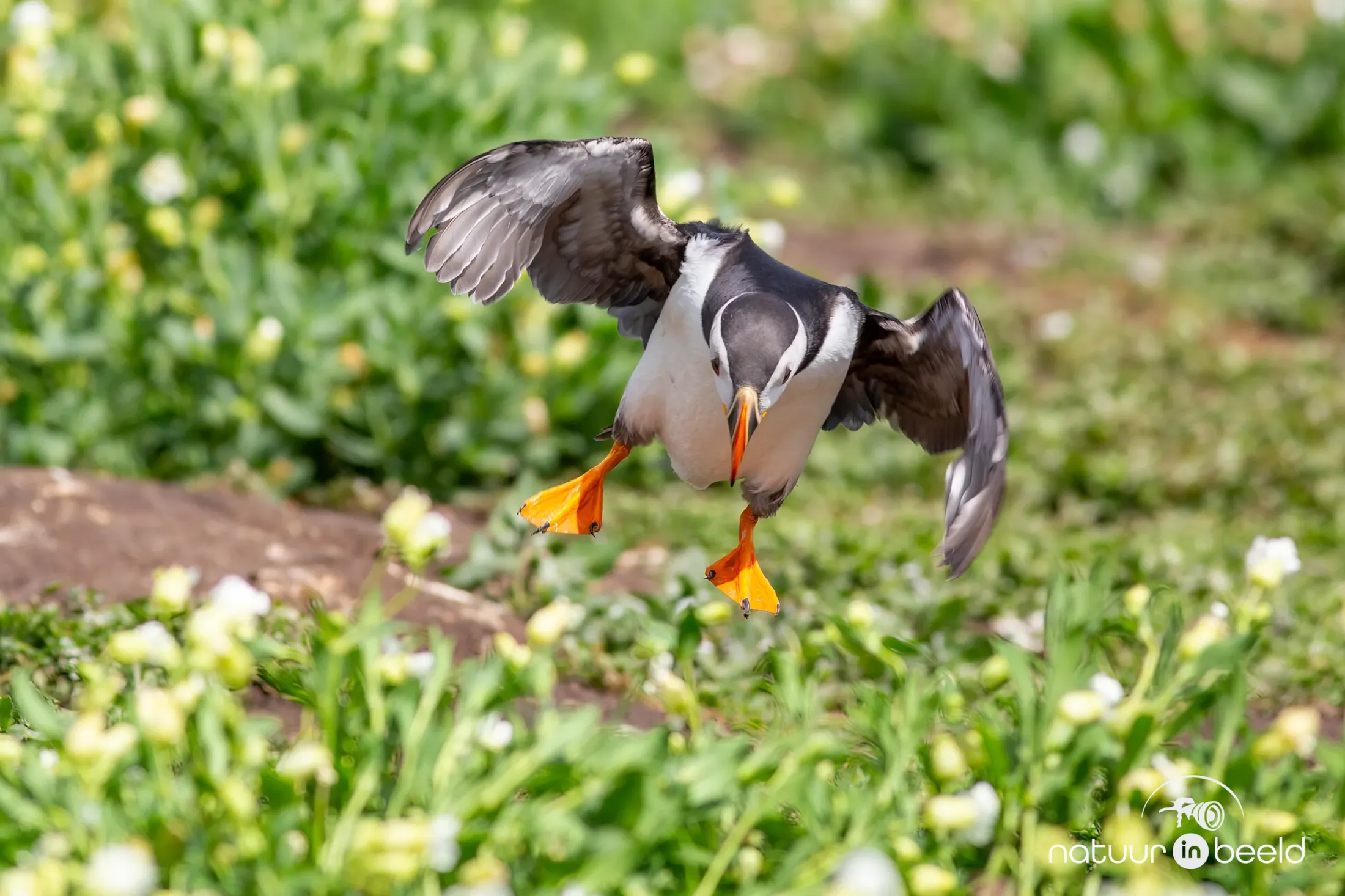 Landing van een papegaaiduiker