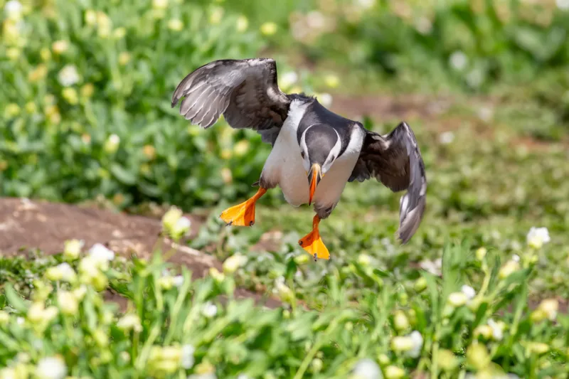 Landing van een papegaaiduiker